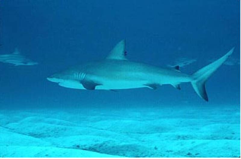 Spanish marine biologists assure tourists there is nothing to fear from recent shark sightings