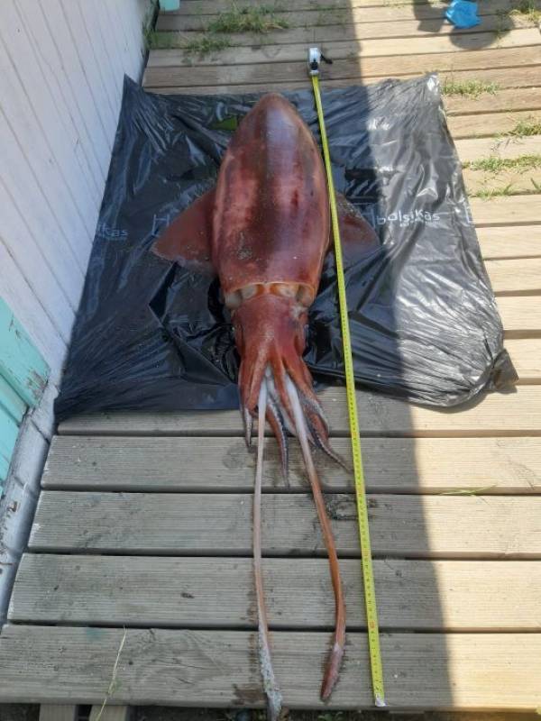 1.5-metre squid washes up on Cadiz beach