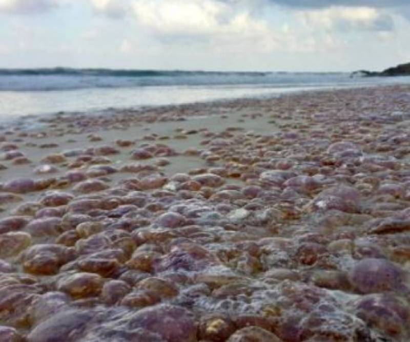 These are the Almeria beaches with the most jellyfish