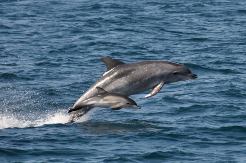Whale watching and dolphin boat tours in Spain: what to do in Tarifa, Cadiz