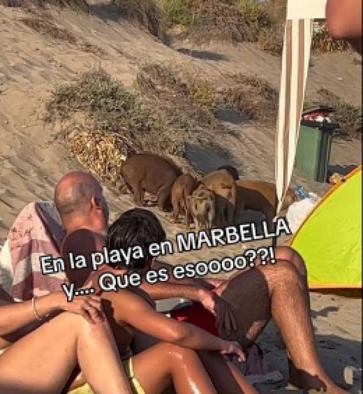 WATCH: Wild boars invade packed Marbella beach