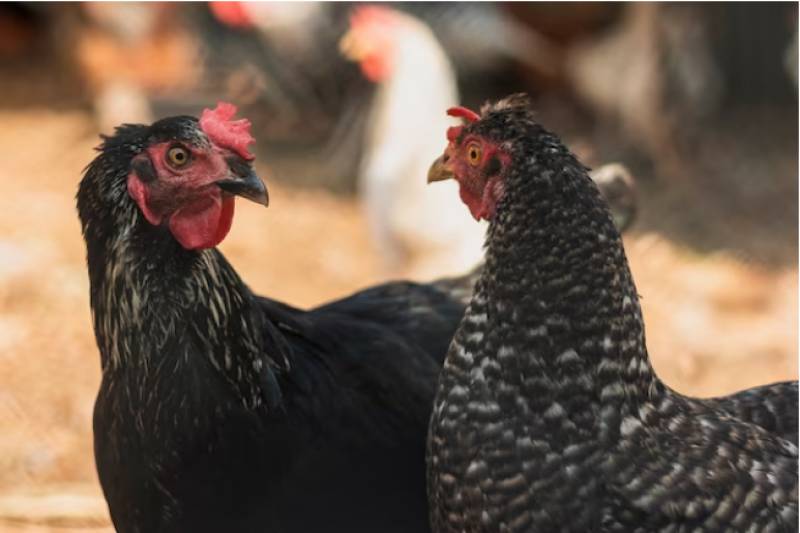 Andalucia man investigated for uploading cock fighting videos