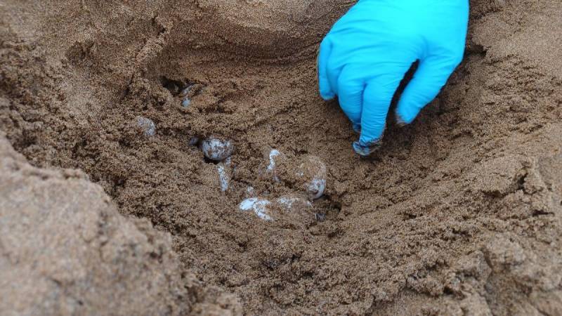 Another endangered loggerhead turtle lays its eggs on Cartagena beach