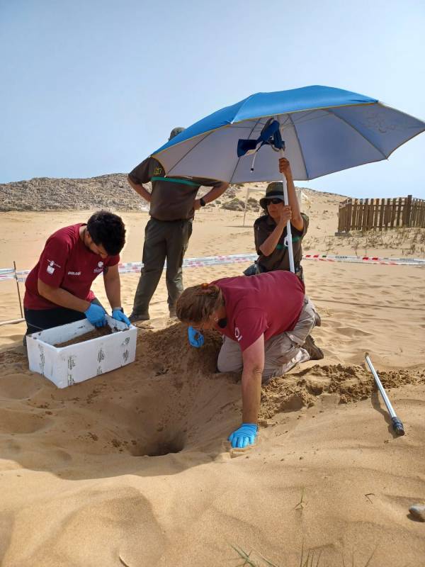 Another endangered loggerhead turtle lays its eggs on Cartagena beach