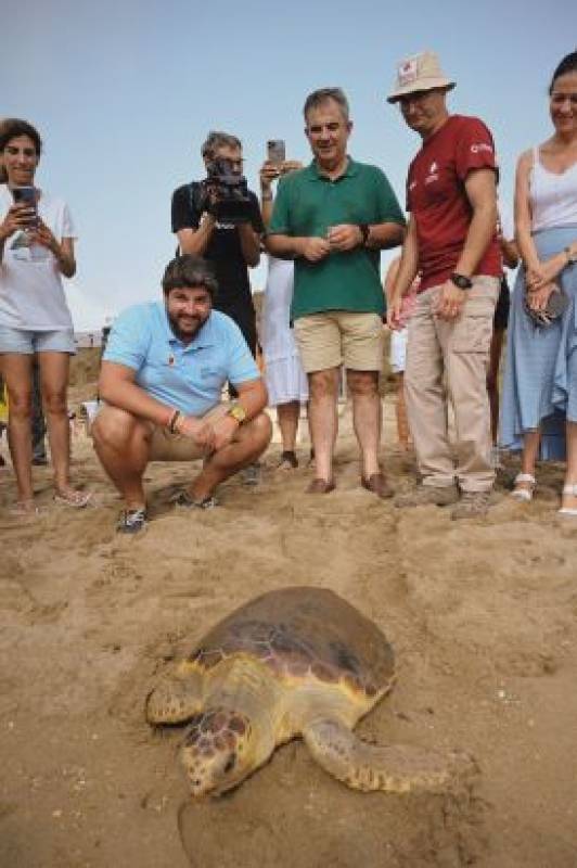 Another endangered loggerhead turtle lays its eggs on Cartagena beach