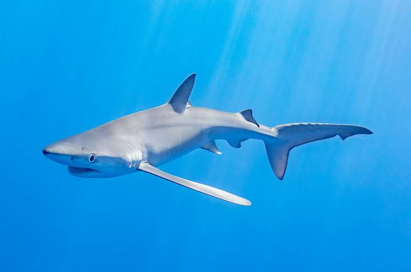 Swimmer attacked by blue shark on Spanish beach