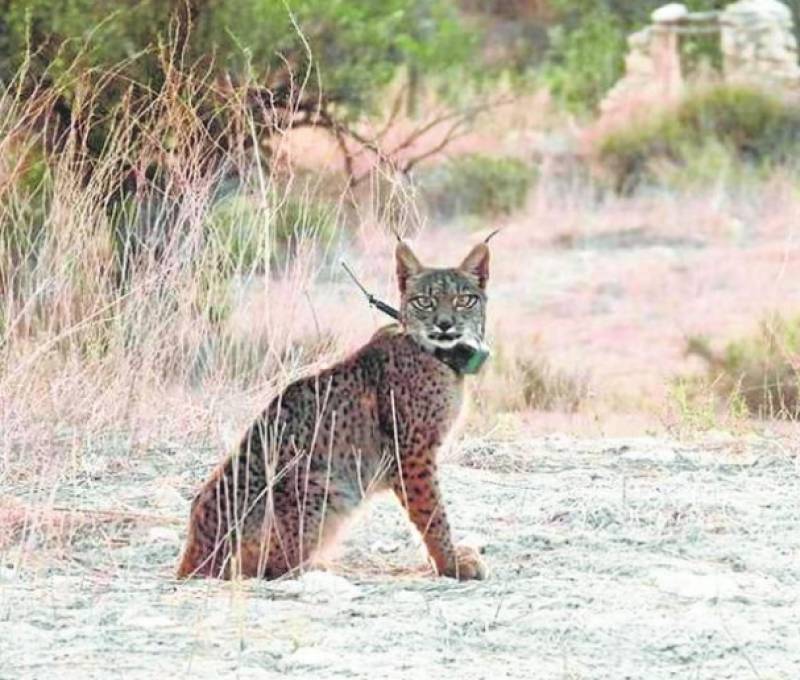 Spain must triple the number of lynx to avoid extinction, according to experts
