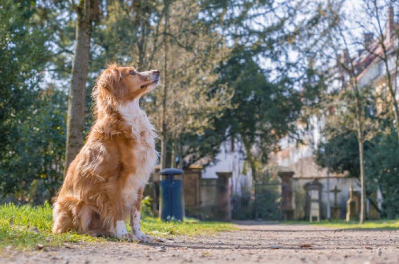 Malaga set to open the first pet cemetery in Spain