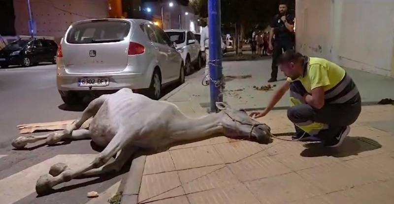 VIDEO: Mistreated horse rescued after collapsing in Almeria city centre