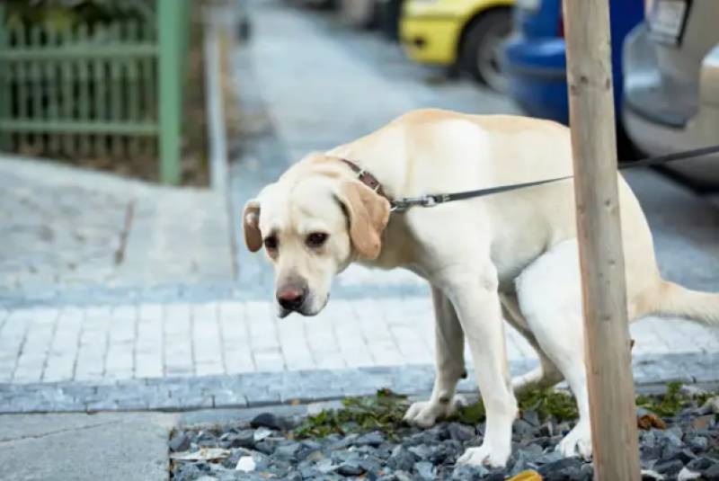 Malaga uses DNA profiling to crack down on dog poo