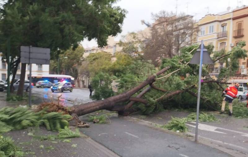 In videos: Hundreds of trees felled by savage winds in Spain