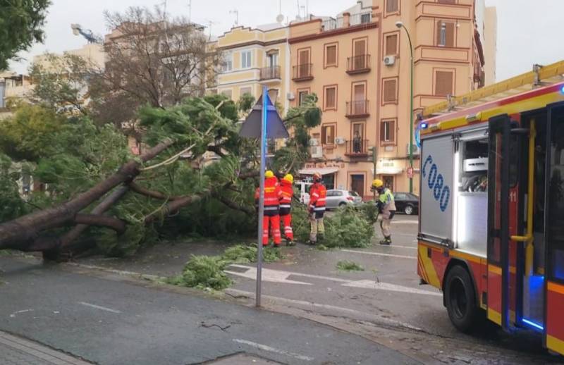  Andalucia Today In Videos Hundreds Of Trees Felled By Savage Winds 