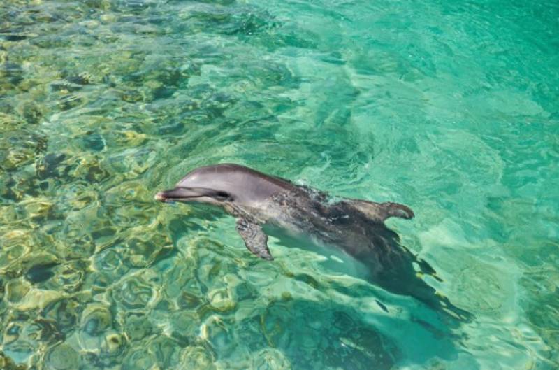 VIDEO: Almeria sailors save baby dolphin trapped in nets