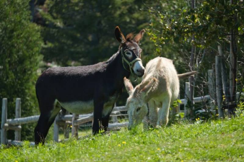 Costa del Sol donkey sanctuary receives generous donation following sudden death of British woman