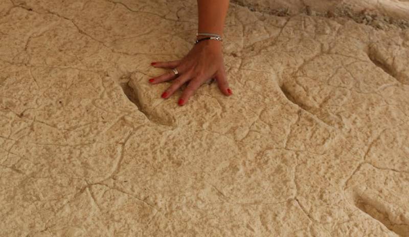 7-million-year-old giant cockroach footprints in Jumilla are the only ones of their kind in the world