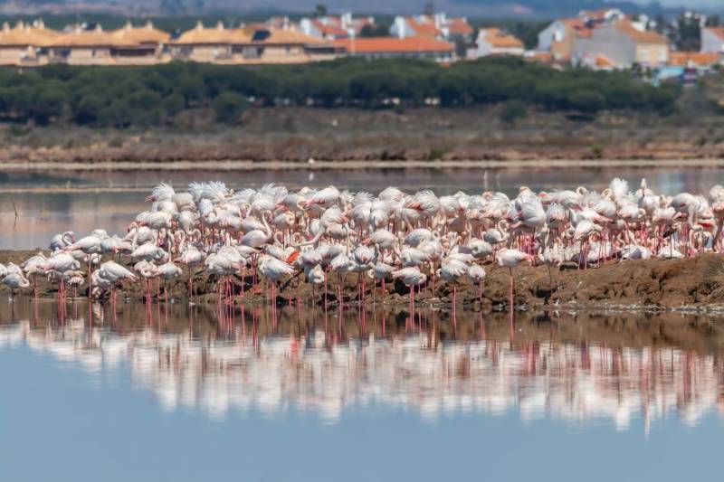 Spain finally reaches deal to protect threatened Doñana Natural Park