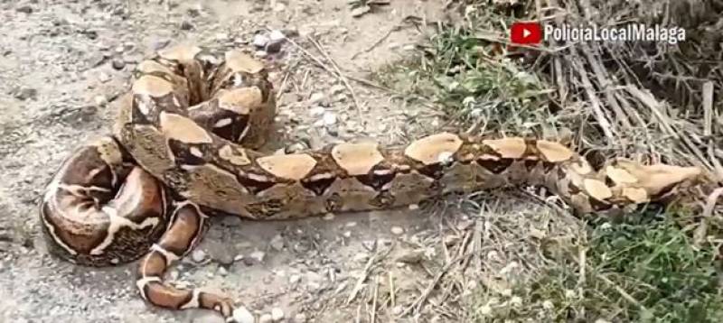 WATCH: 2-metre-long boa constrictor found on Malaga golf course