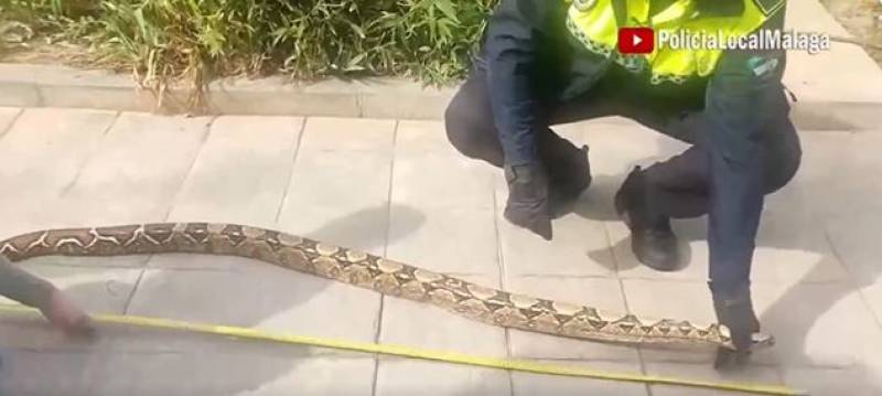 WATCH: 2-metre-long boa constrictor found on Malaga golf course