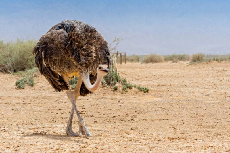 Ostrich egg stolen from Almeria theme park