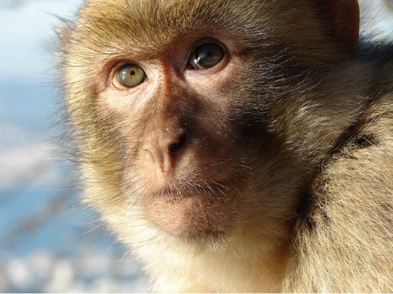 WATCH: Gibraltar monkey escapes to Spain