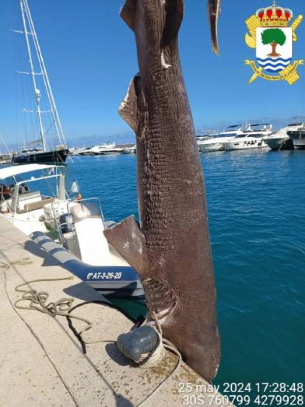 Enormous 5-metre shark washes up in Spain