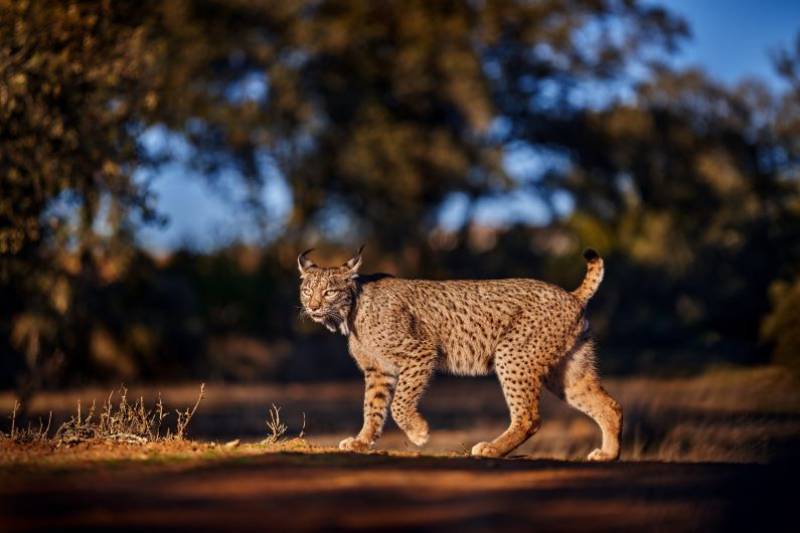 Iberian Lynx goes from endangered to merely vulnerable