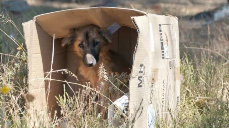 Massive surge in abandoned animals in Spain this summer