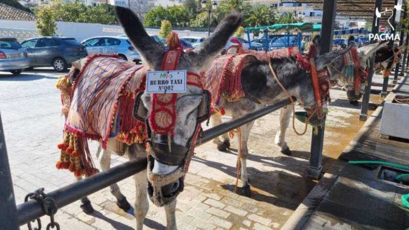 WATCH: Tourist attacked by Costa del Sol donkey taxi driver