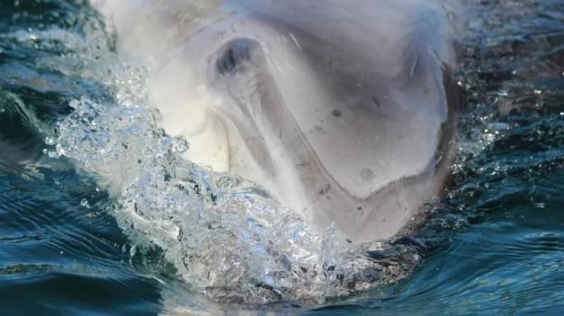 Swimmers horrified as dead dolphin washes up on Andalucía beach