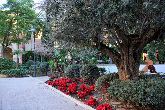 Imaginative pruning of olive trees in Murcia City