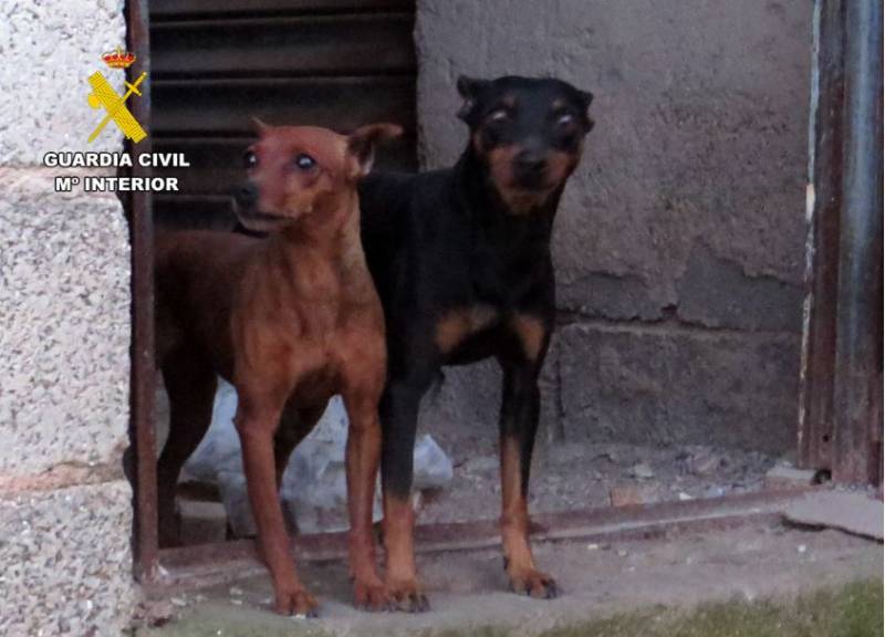 Guardia Civil probes three disturbing animal abuse cases in Region of Murcia