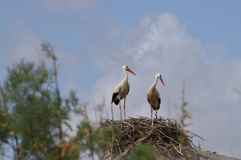 Terra Natura Murcia plays host to three nesting pairs of wild white storks