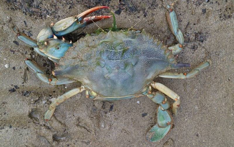 The blue crab invades Cádiz: an aggressive newcomer shaking up the estuaries