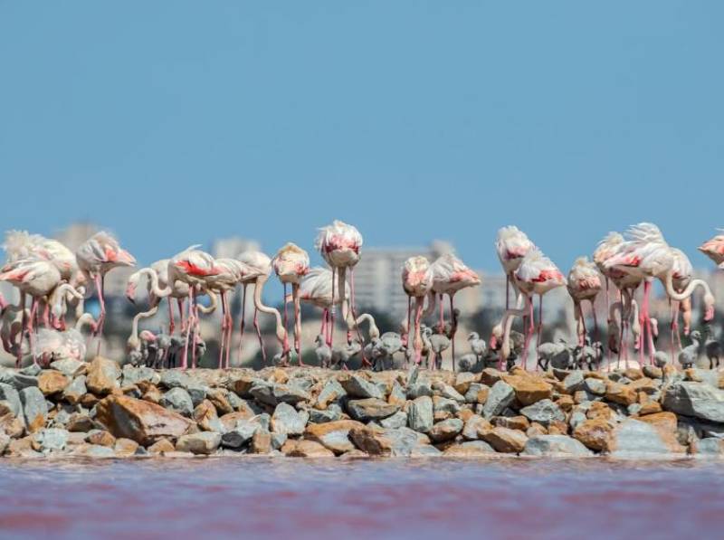 PHOTOS: Fluffy baby flamingos hatch in Torrevieja