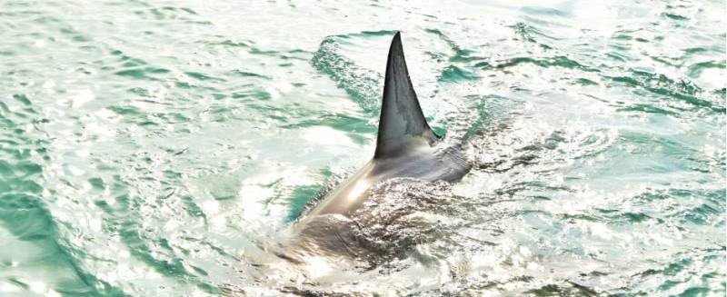 Spanish beach closed following suspected shark attack