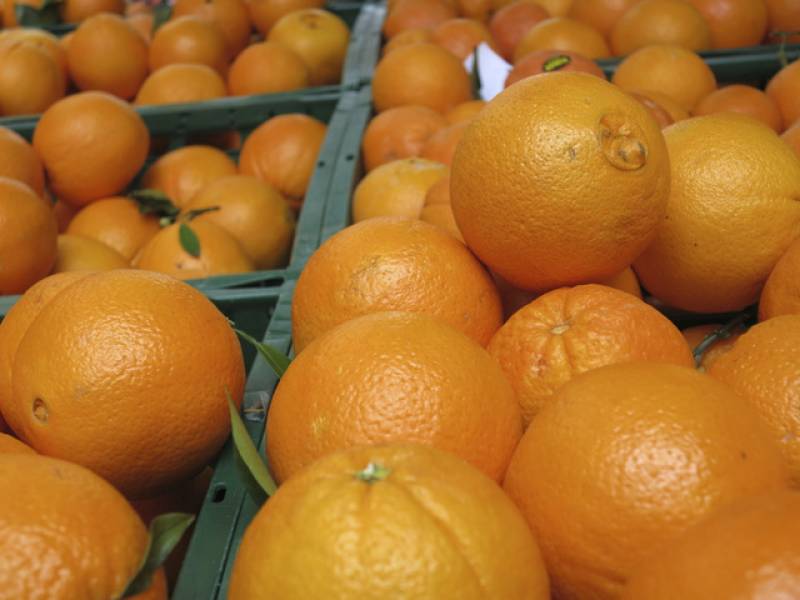 Dutch company sets up shop in Murcia to recycle leftover orange peel into useful products