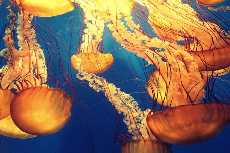 Why jellyfish are invading Spanish beaches this summer