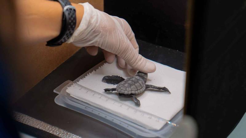 Turtles hatch on Benidorm’s Levante beach