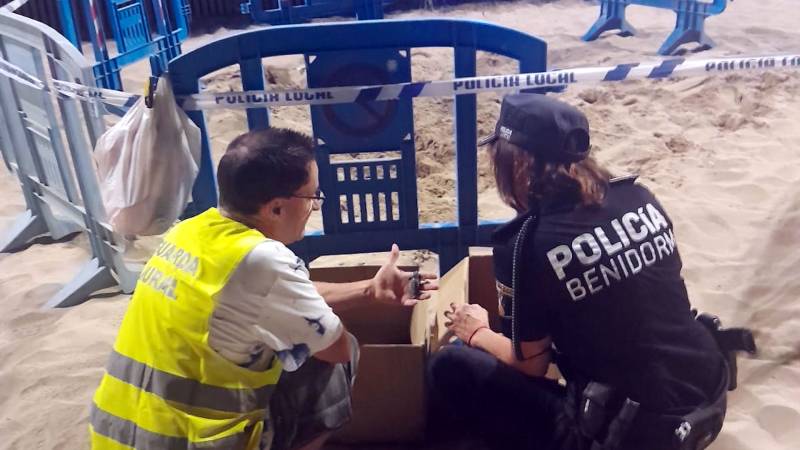 Turtles hatch on Benidorm’s Levante beach