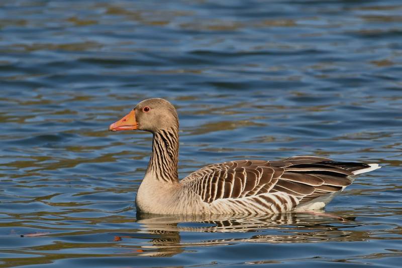 Andalucía calms fears as bird flu cases dwindle with no human infections