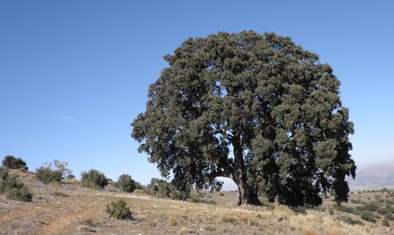 The cracking giant: Andalucía’s biggest oak fights for survival