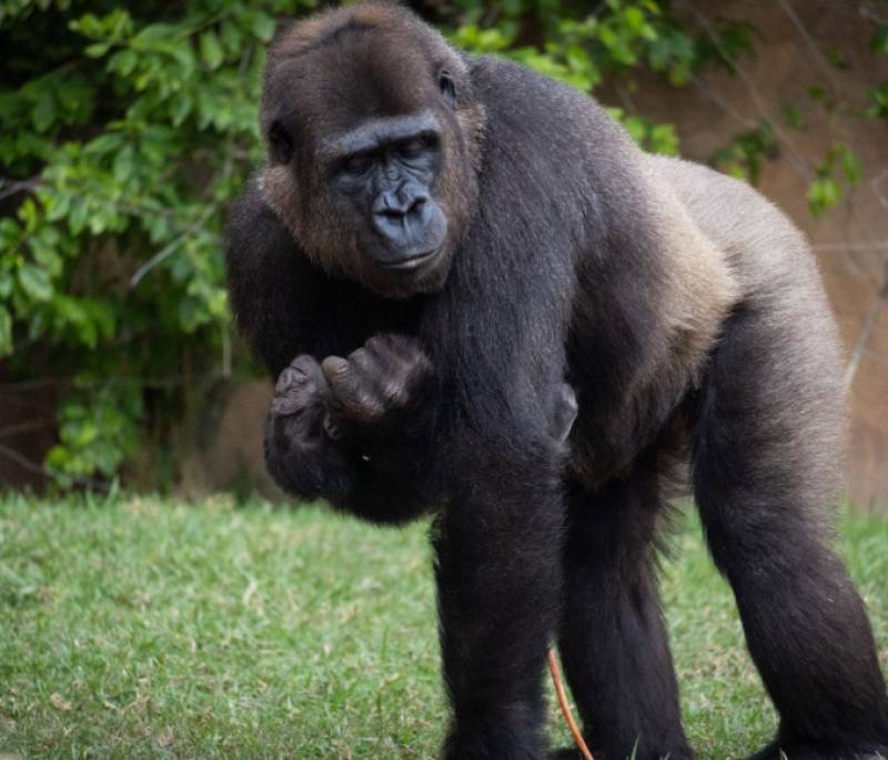 Bioparc Fuengirola welcomes first baby gorilla born in Spain this year