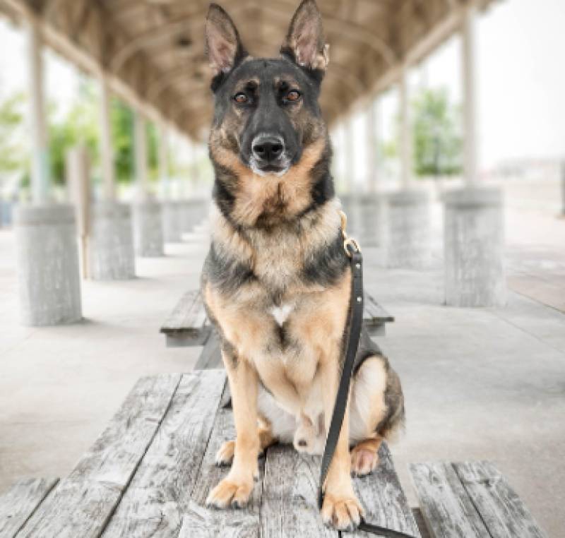 Leuka Clinic: Alicante's heartfelt heroes for Policía Nacional dogs over 15 years