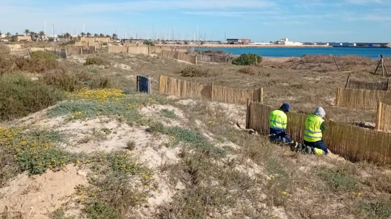 San Pedro del Pinatar invests €123,000 to protect fragile coastal dunes