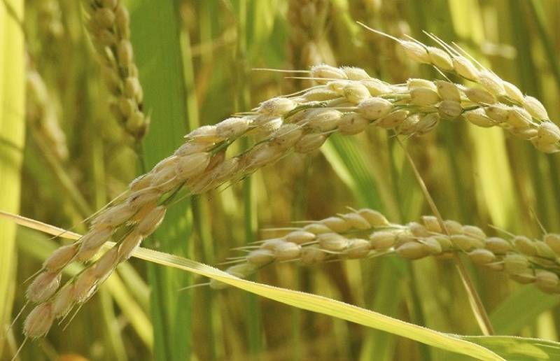 Visit the rice fields of Calasparra this year!