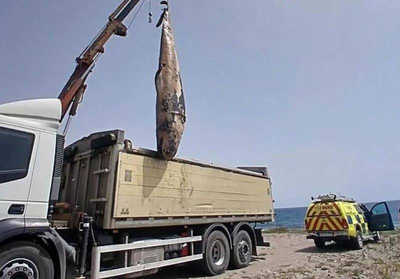 Dead dolphin removed from beach in Lorca