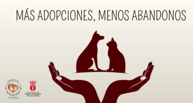 San Miguel de Salinas launches a social media appeal to find homes for abandoned animals