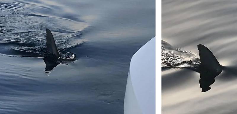 Three-metre shark spotted circling boat off Granada coast